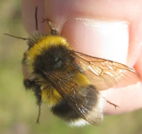 Bombus sp.